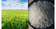Kiểm tra trước khi thu hoạch lô ruộng lúa thơm trong chủng loại gạo thơm