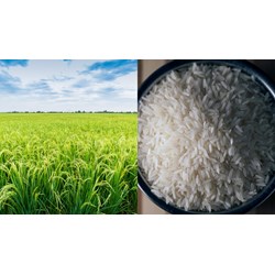 Kiểm tra trước khi thu hoạch lô ruộng lúa thơm trong chủng loại gạo thơm
