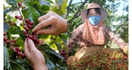 Quy định về hệ thống chế biến quả cà phê