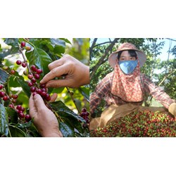 Quy định về hệ thống chế biến quả cà phê