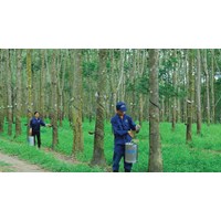 Nên trồng cây gì để được đền bù cao nhất khi Nhà nước thu hồi đất?