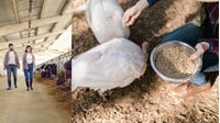 Hộ gia đình bán thức ăn chăn nuôi có cần đăng ký kinh doanh?