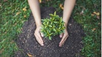 Phát triển của thực vật là gì? Ví dụ thực tế về sự phát triển của thực vật