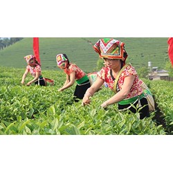 Sửa đổi đối tượng được hỗ trợ đất sản xuất vùng đồng bào dân tộc thiểu số