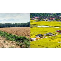 Đất sổ chung có lên thổ cư được không?