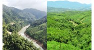 Đất rừng tự nhiên có được chuyển nhượng hay không?