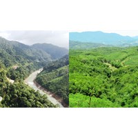 Đất rừng tự nhiên có được chuyển nhượng hay không?