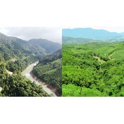 Đất rừng tự nhiên có được chuyển nhượng hay không?