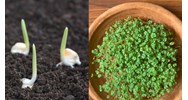 Phương pháp đặt nảy mầm khi xác định tỉ lệ nảy mầm hạt giống cây lương thực?