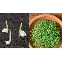 Phương pháp đặt nảy mầm khi xác định tỉ lệ nảy mầm hạt giống cây lương thực?