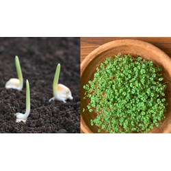 Phương pháp đặt nảy mầm khi xác định tỉ lệ nảy mầm hạt giống cây lương thực?