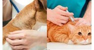 Người nuôi chó có bắt buộc phải tiêm vắc xin phòng bệnh Dại cho chó?