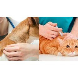 Người nuôi chó có bắt buộc phải tiêm vắc xin phòng bệnh Dại cho chó?