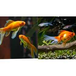Dàn ý tả con cá vàng đang bơi trong bể cá hay, đạt điểm cao