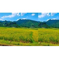 Đất 5% có được bồi thường khi nhà nước thu hồi hay không?