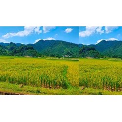 Đất 5% có được bồi thường khi nhà nước thu hồi hay không?