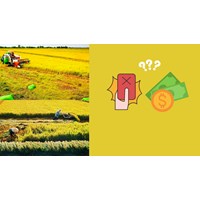 Mức xử phạt đối với hành vi tự ý mua đất trồng lúa