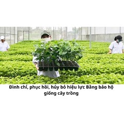 Đình chỉ, phục hồi, hủy bỏ hiệu lực Bằng bảo hộ giống cây trồng trong trường hợp nào?