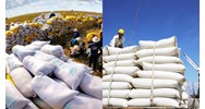 Muốn xuất khẩu gạo phải có mấy kho chuyên dùng chứa gạo?