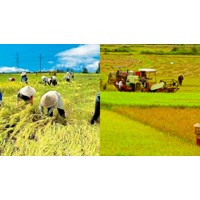 Mẫu đề nghị xác định tiền bảo vệ, phát triển đất trồng lúa