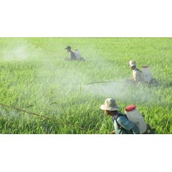 Cơ sở sản xuất thuốc bảo vệ thực vật có quyền, nghĩa vụ gì?
