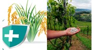 Rủi ro khi trồng cây điều được hỗ trợ phí bảo hiểm nông nghiệp?