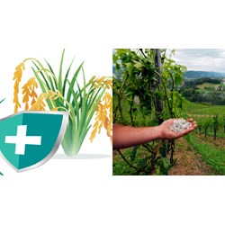Rủi ro khi trồng cây điều được hỗ trợ phí bảo hiểm nông nghiệp?