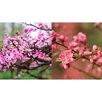 Không tổ chức thăm, chúc Tết Giáp Thìn cấp trên và lãnh đạo các cấp theo Chỉ thị 26-CT/TW