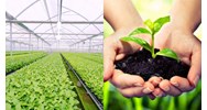 Phục hồi hiệu lực bằng bảo hộ giống cây trồng thực hiện thế nào?