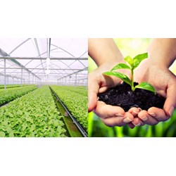 Phục hồi hiệu lực bằng bảo hộ giống cây trồng thực hiện thế nào?