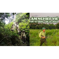 Nội dung, yêu cầu khi tổ chức Ngày Lâm nghiệp Việt Nam 28/11 là gì?