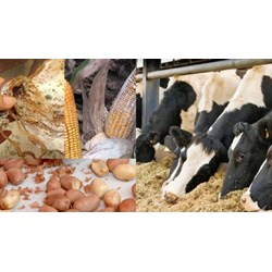 Hàm lượng tối đa cho phép độc tố nấm mốc trong thức ăn chăn nuôi