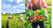Thời hạn của chứng nhận sản phẩm nông nghiệp hữu cơ là bao lâu?