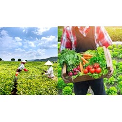 Thời hạn của chứng nhận sản phẩm nông nghiệp hữu cơ là bao lâu?