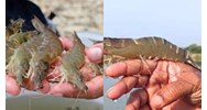 Ai bảo đảm kinh phí hỗ trợ phí bảo hiểm nông nghiệp nuôi tôm sú?