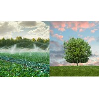 Quản lý và xác định chi phí dịch vụ phát triển hệ thống cây xanh đô thị