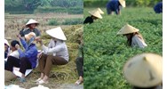 Hỗ trợ chuyển dịch việc làm với người lao động ở khu vực nông thôn