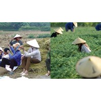 Hỗ trợ chuyển dịch việc làm với người lao động ở khu vực nông thôn