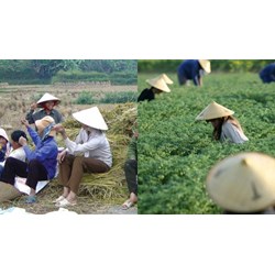 Hỗ trợ chuyển dịch việc làm với người lao động ở khu vực nông thôn