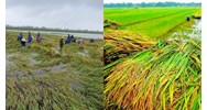 Cây cao su có phải đối tượng được hỗ trợ phí bảo hiểm nông nghiệp hay không?