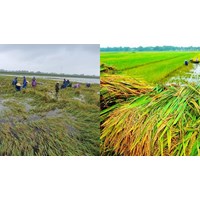 Cây cao su có phải đối tượng được hỗ trợ phí bảo hiểm nông nghiệp hay không?