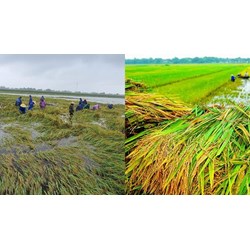 Cây cao su có phải đối tượng được hỗ trợ phí bảo hiểm nông nghiệp hay không?