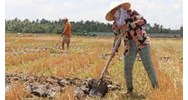 Sẽ đổi Nghị định 10/2023/NĐ-CP về chuyển mục đích sử dụng đất lúa làm dự án đầu tư?
