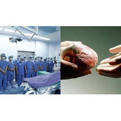 Có được hỗ trợ tiền ăn khi khám sức khỏe với người hiến tạng bộ phận cơ thể không?
