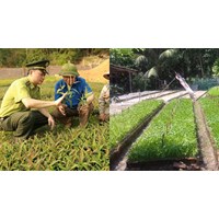 Tiêu chí để đánh giá hợp tác xã lâm nghiệp theo quy định?