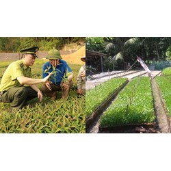 Tiêu chí để đánh giá hợp tác xã lâm nghiệp theo quy định?