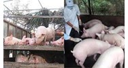 Trình tự kiểm dịch động vật, sản phẩm động vật trên cạn ra khỏi địa bàn tỉnh