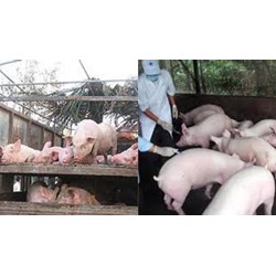 Trình tự kiểm dịch động vật, sản phẩm động vật trên cạn ra khỏi địa bàn tỉnh
