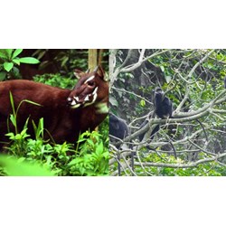 Điều kiện thả lại động vật rừng về môi trường tự nhiên được áp dụng cho động vật