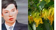 Tóm tắt Dưới bóng hoàng lan ngắn gọn, đầy đủ nhất kèm bố cục
